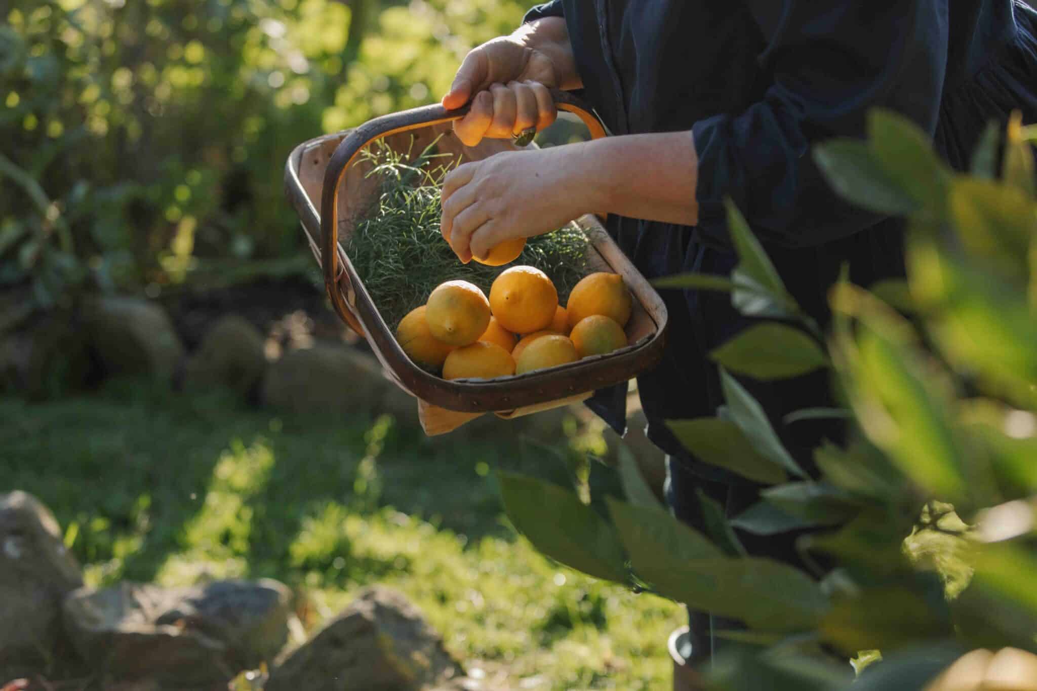 Seasonality and
sustainability are at the heart of Hāpuku Kitchen. 