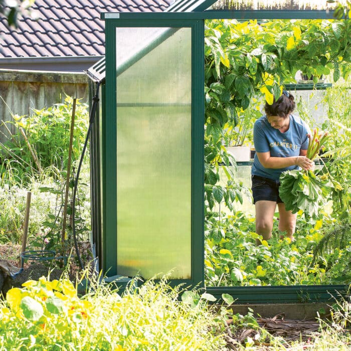 Woman gathers vegetables from her glasshouse