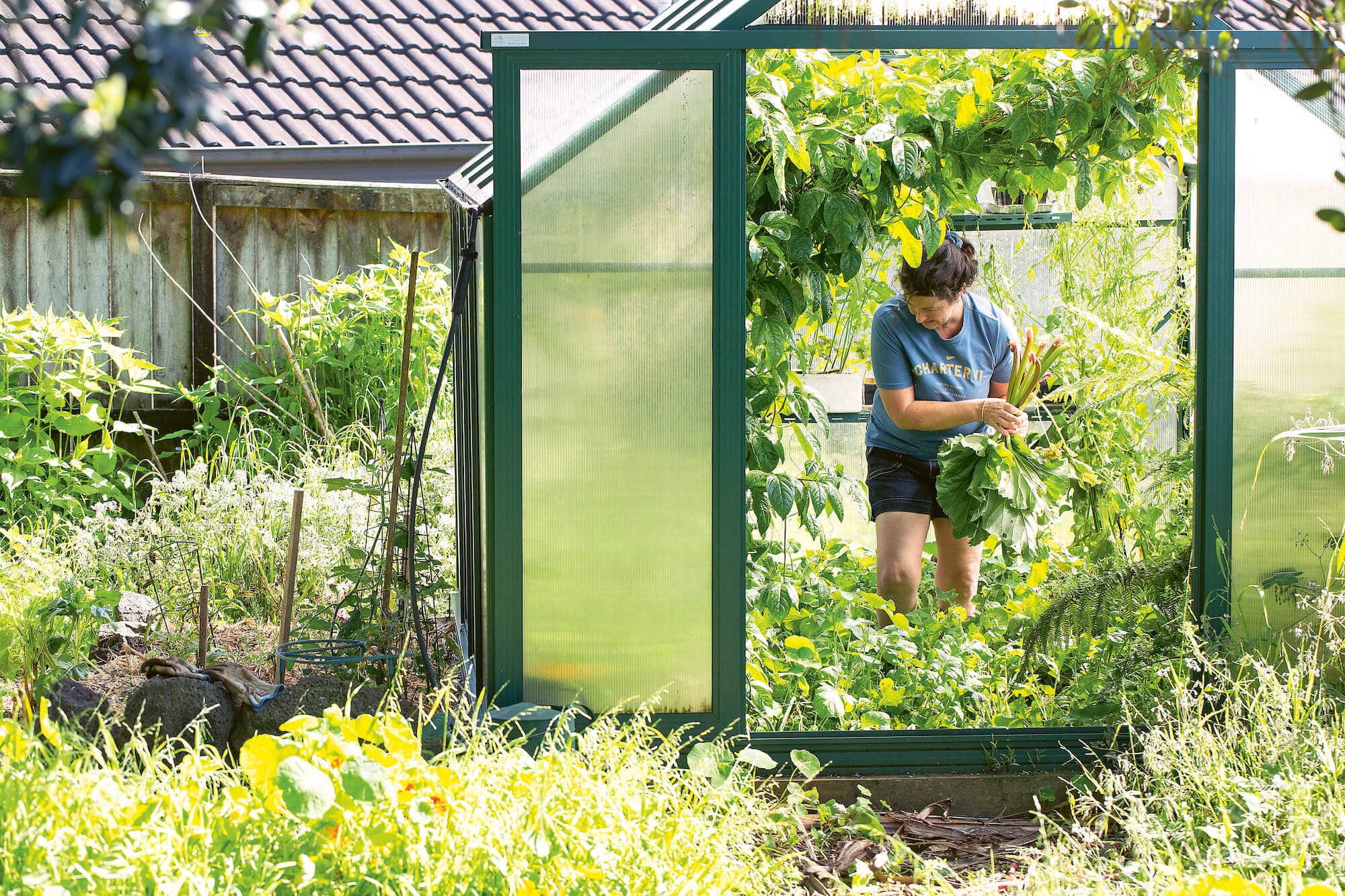 Woman gathers vegetables from her glasshouse