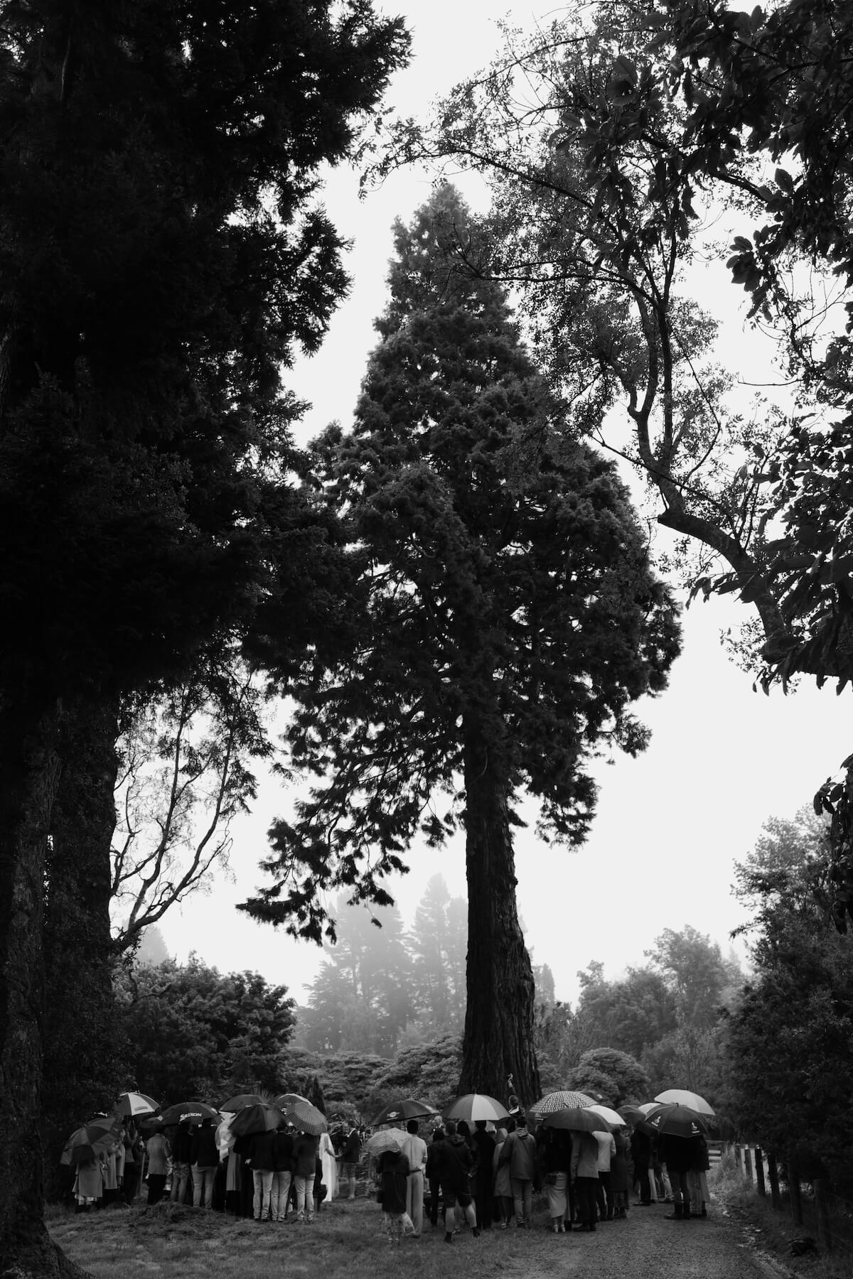 Black and white image of people with umbrellas sheltering under very tall trees