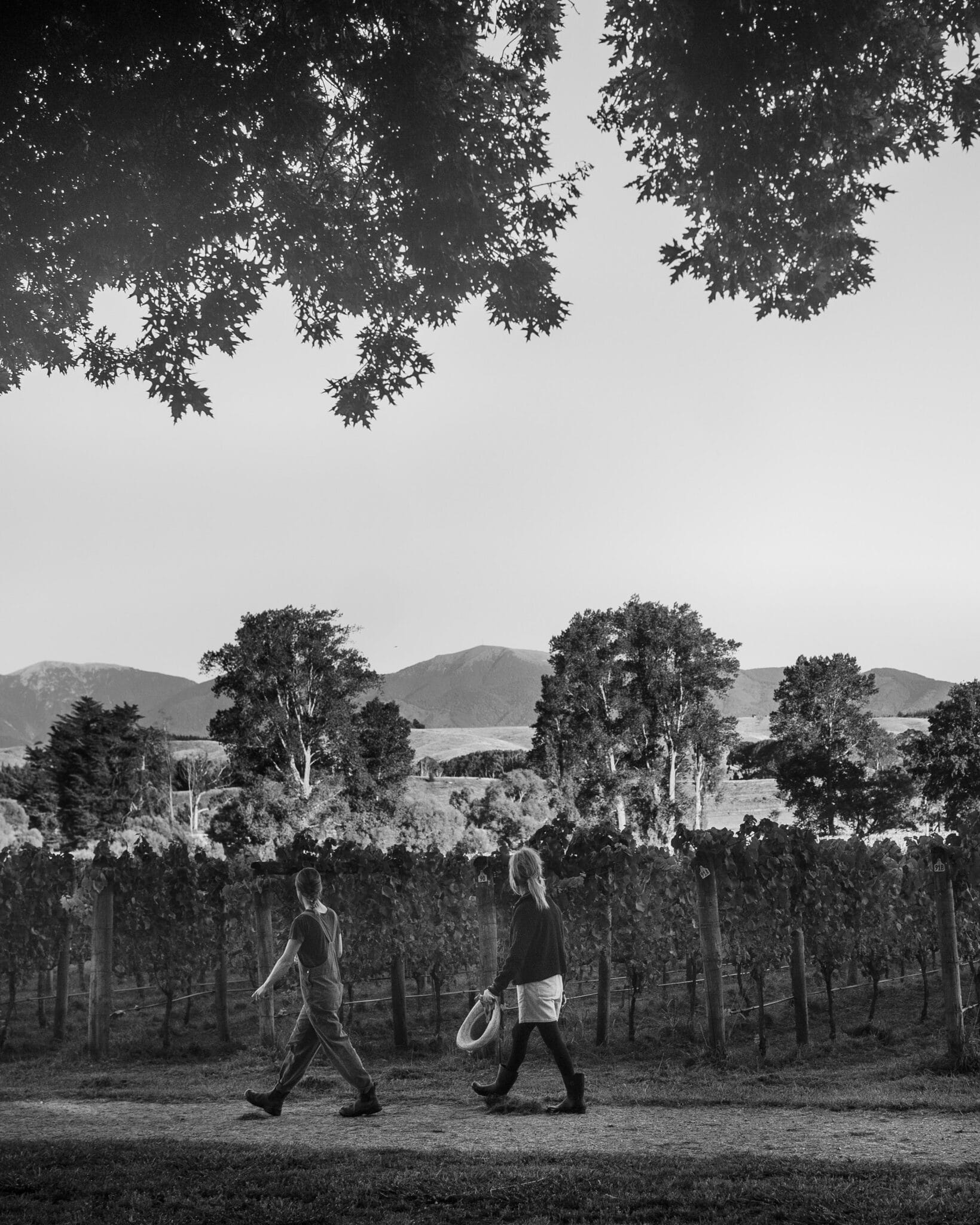 “I’m more comfortable with 
the term winegrowing and wine grower, not winemaker – 
mostly because my specialty is in the farming, and I dabble in winemaking but it’s not my forte.” 