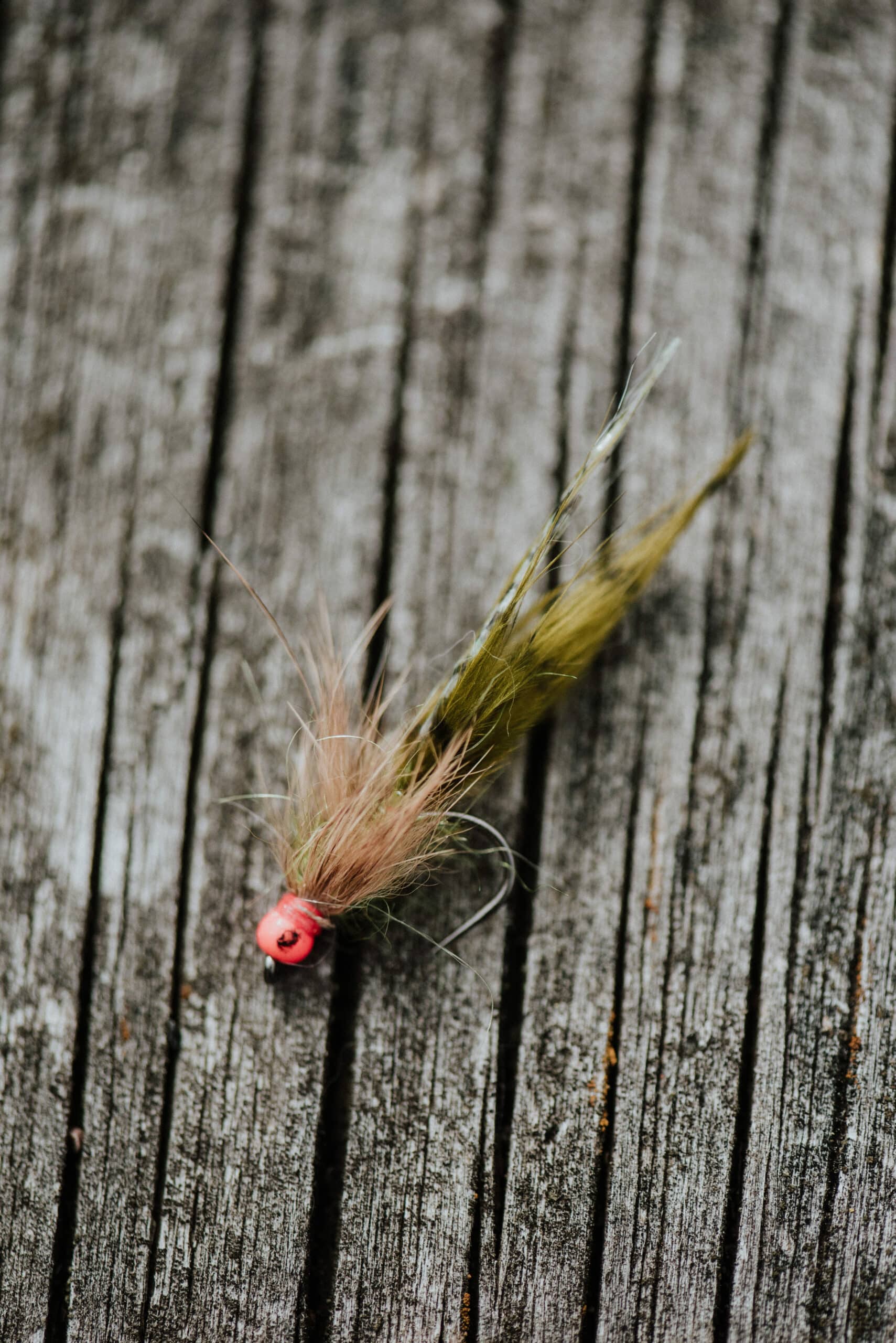 one of Bronwyn's flies