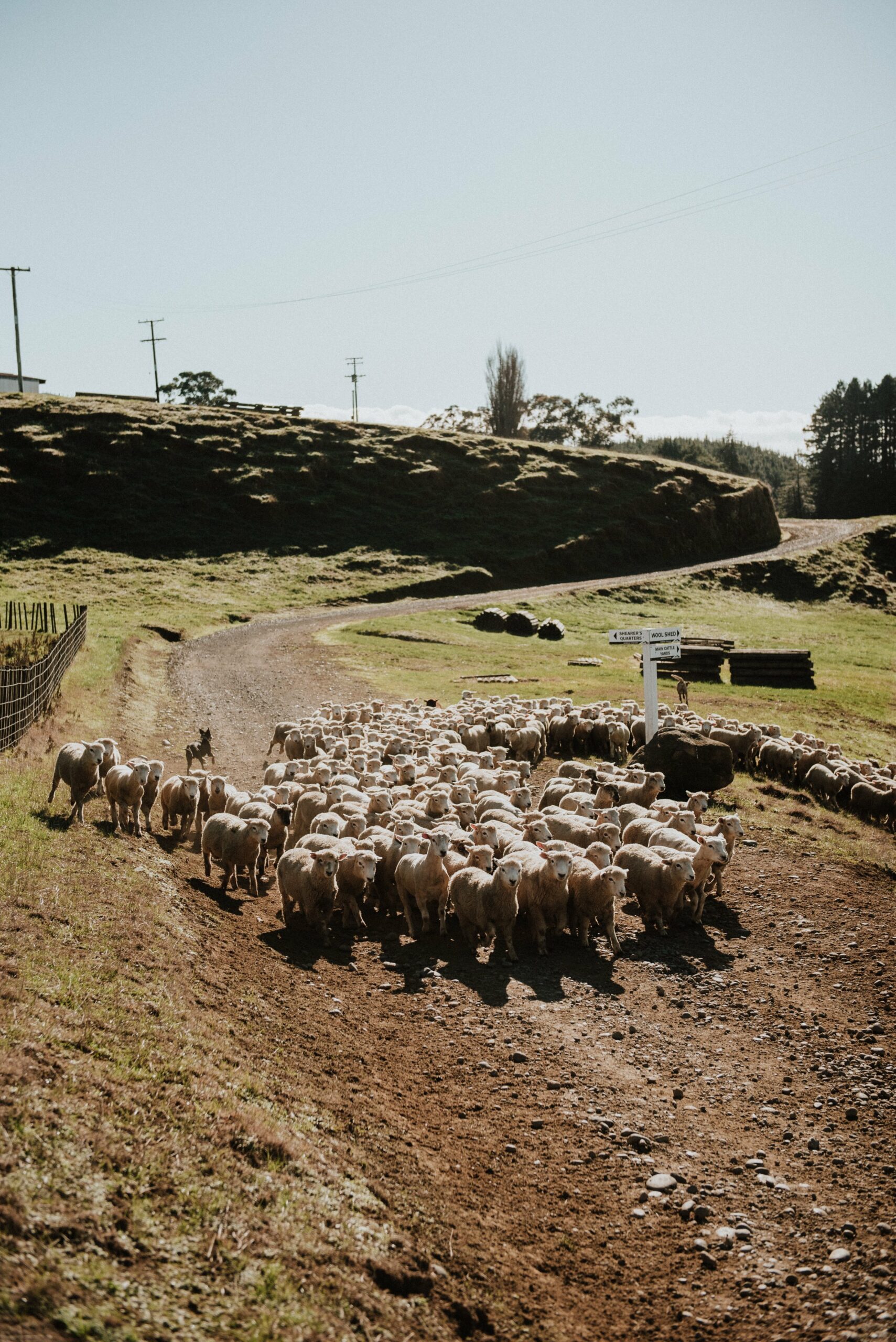 Sheep at a station at the end of the mail run.