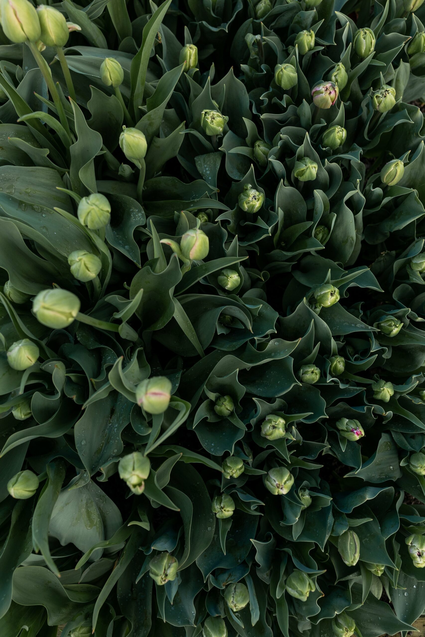 ClaireMossong-Kate-The-Rural-Florist-5426