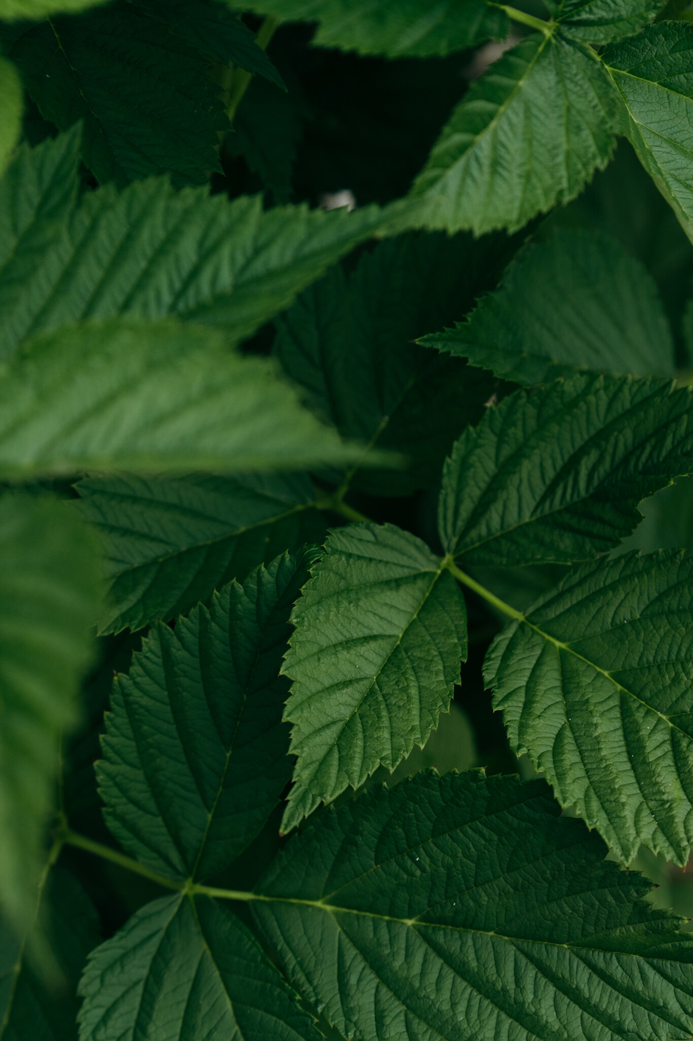 Berry leaves