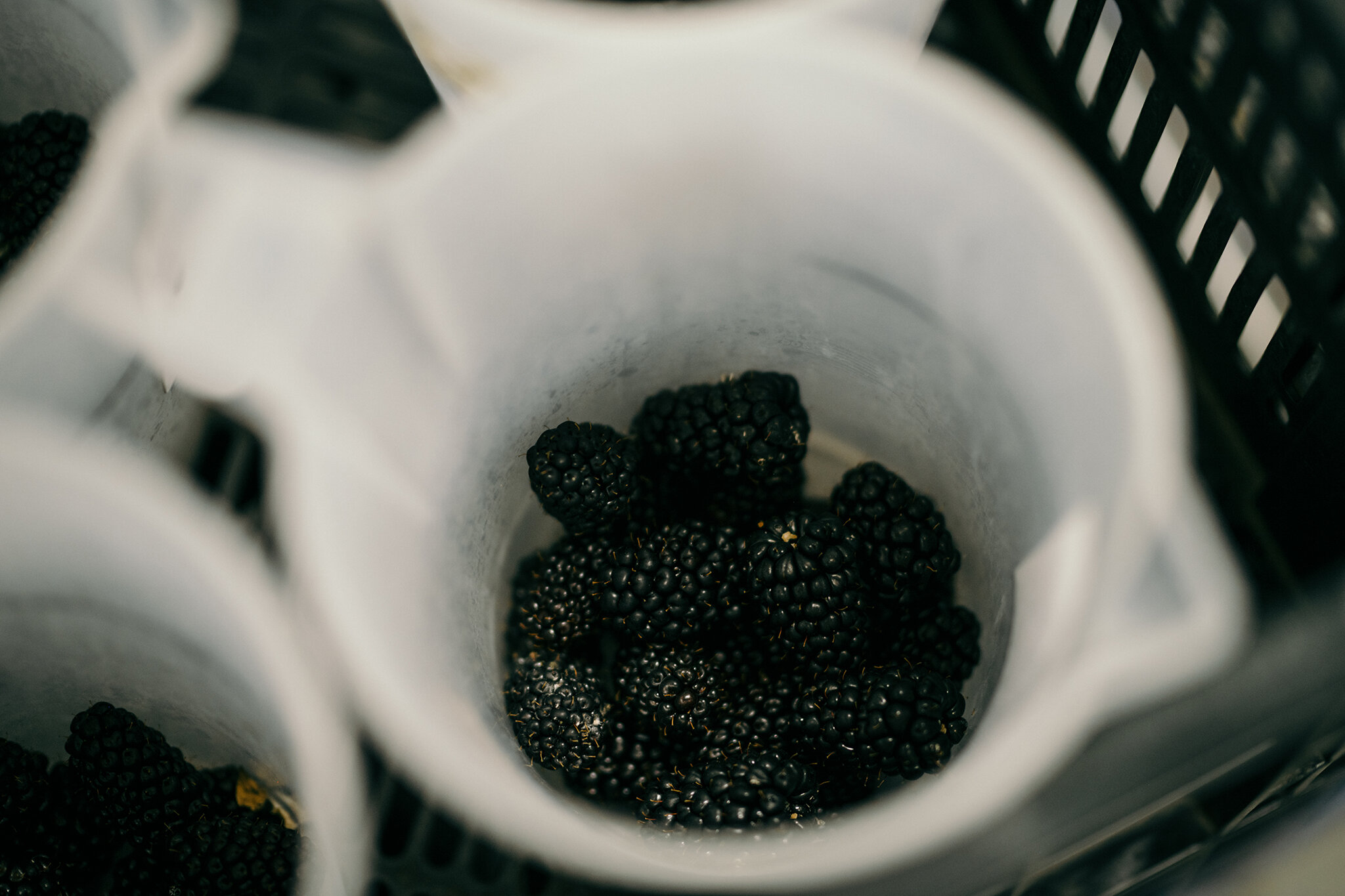 Blackberries