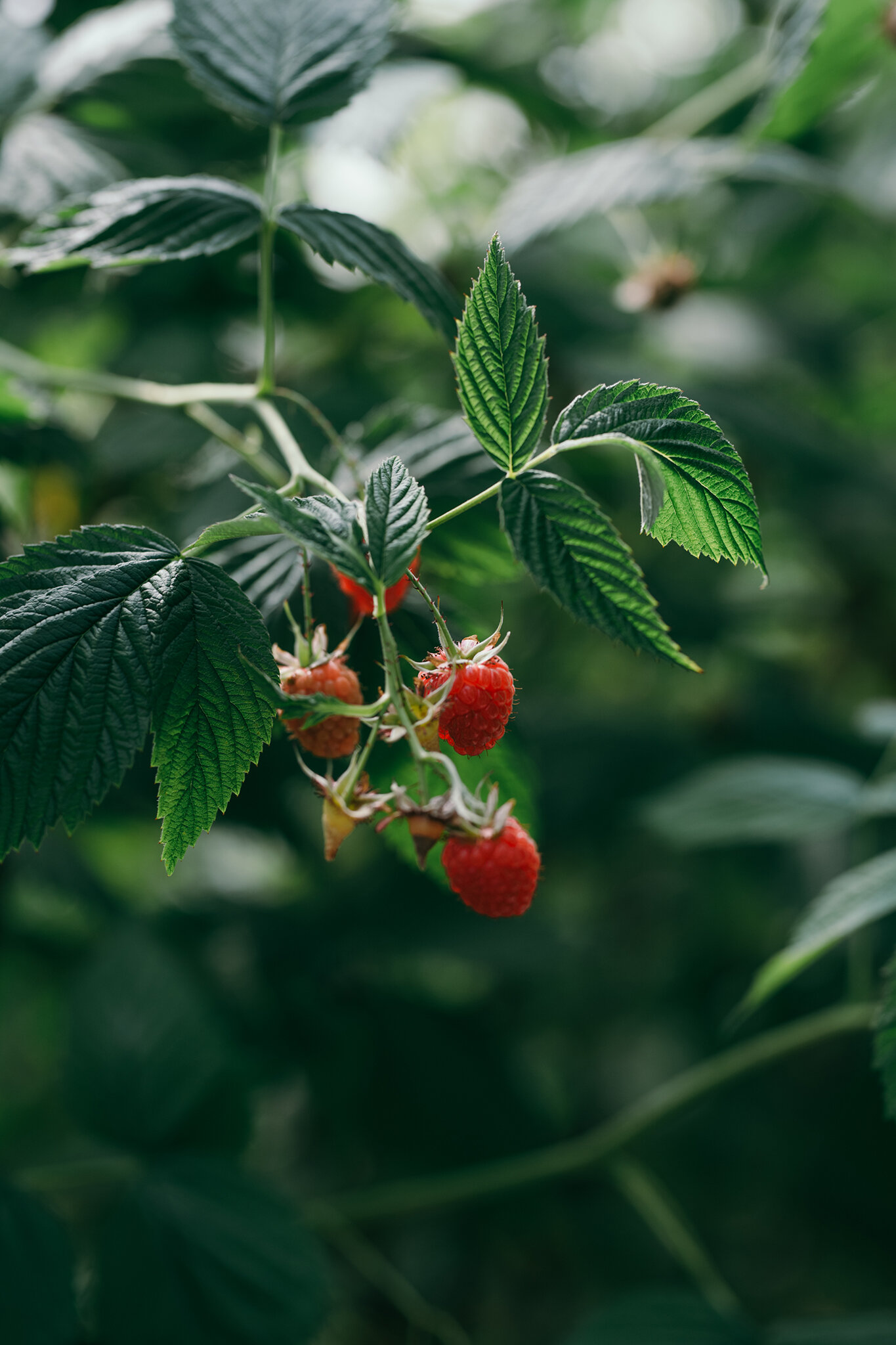 Raspberries hanging from a raspberry plant
