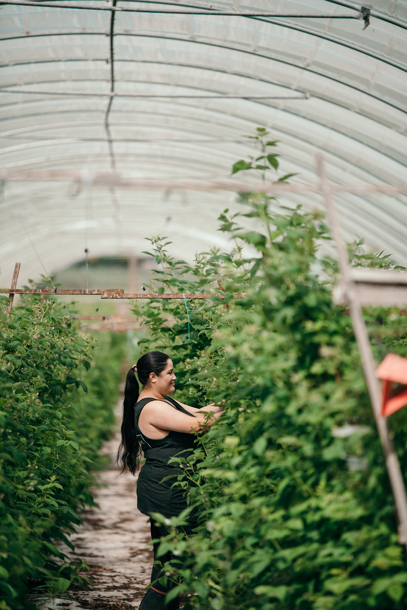 Finnisha picking berries
