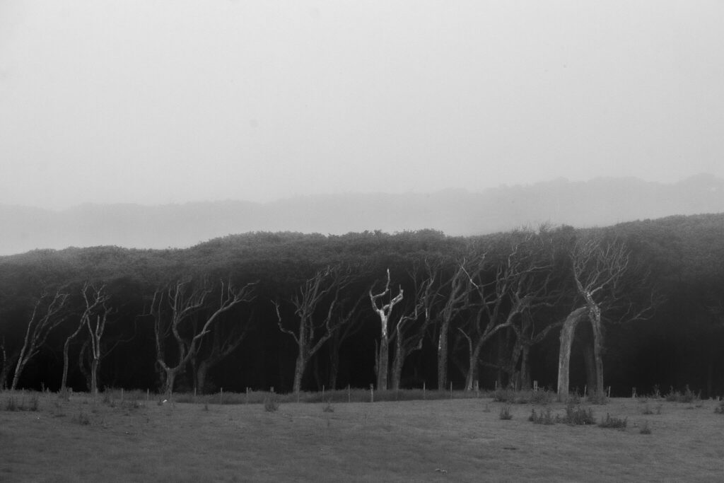 Trees on Catham Island
