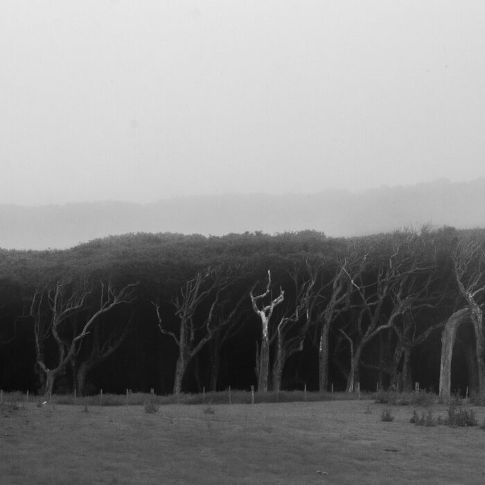 Trees on Catham Island