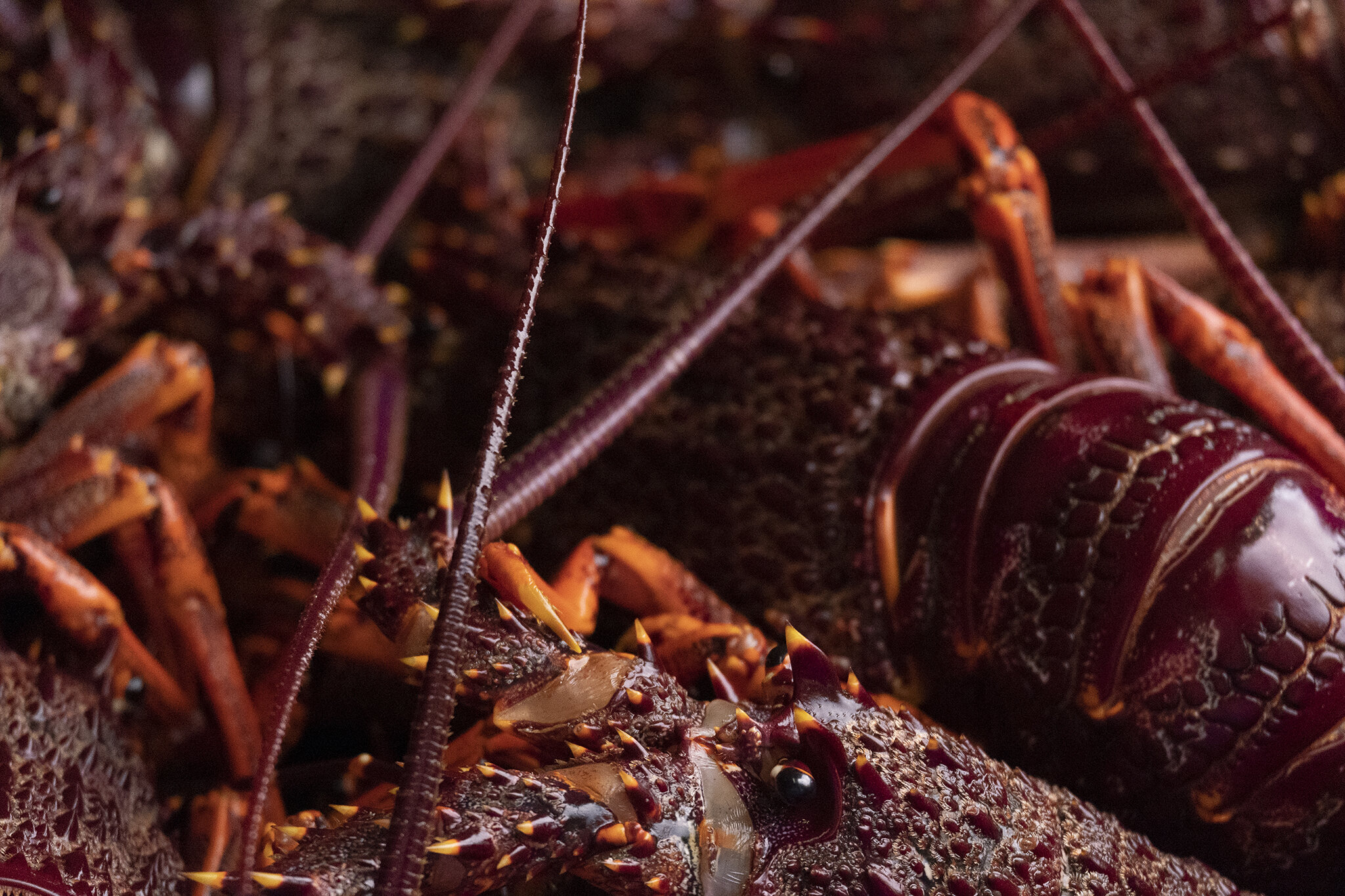 Crayfish