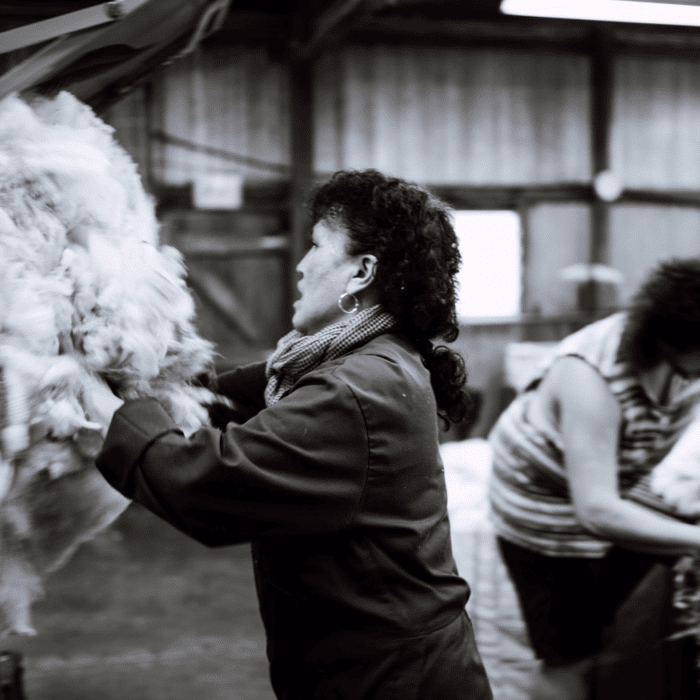 Wool-handler Esther Kidd throws a fleece during shearing