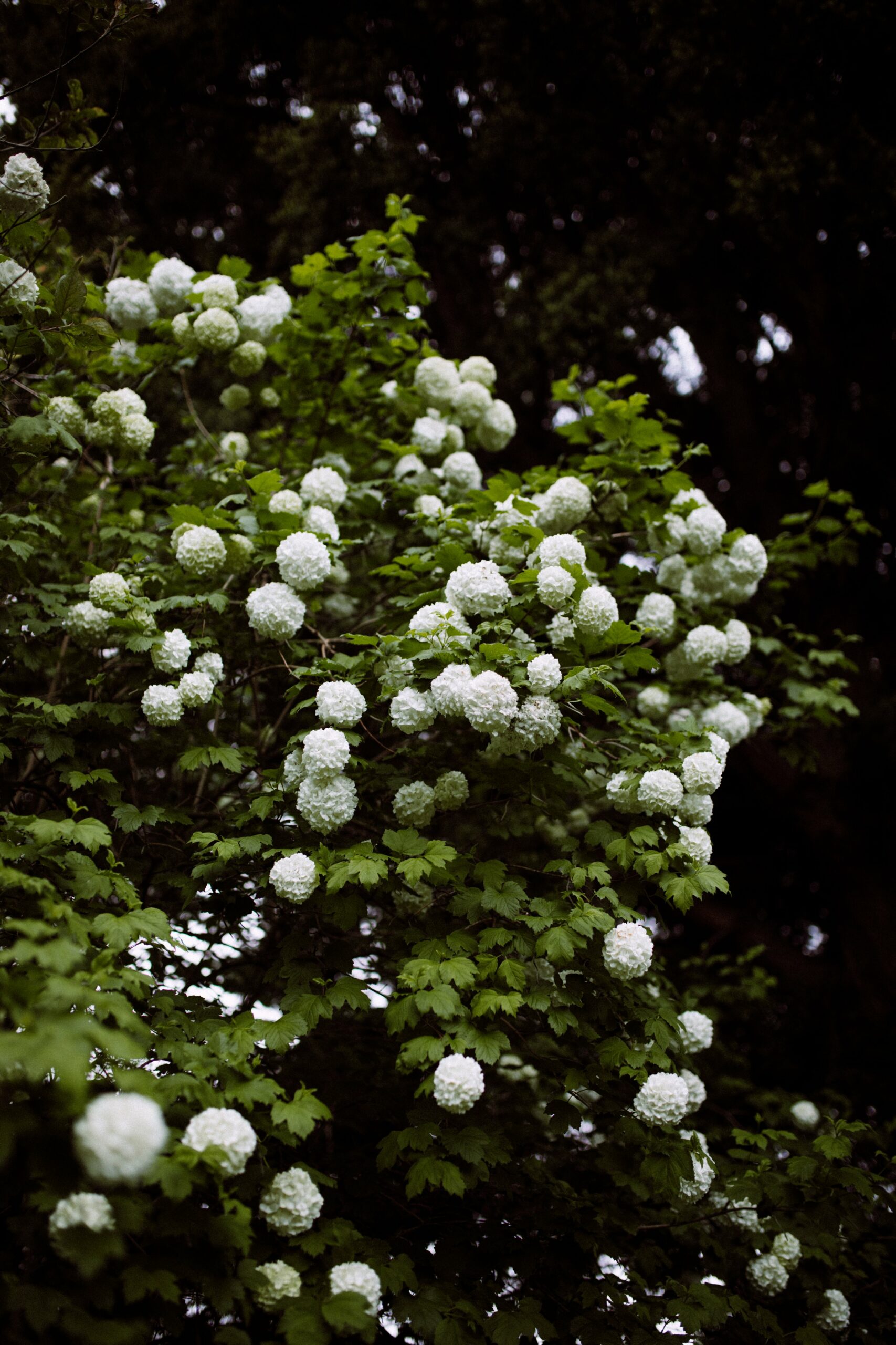 "The tree with the spherical flower clusters is <strong>Viburnum opulus</strong> 'Sterile' - its common name is snowball tree. The flowers are green before they are white, and look beautiful in a big jug with branches of elm flowers."