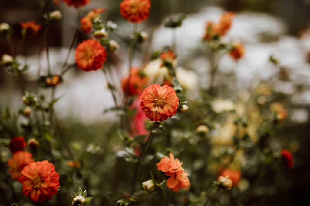 Orange-red flowers growing