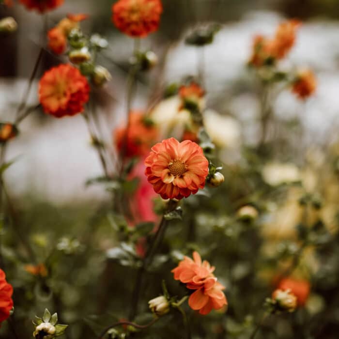 Orange-red flowers growing