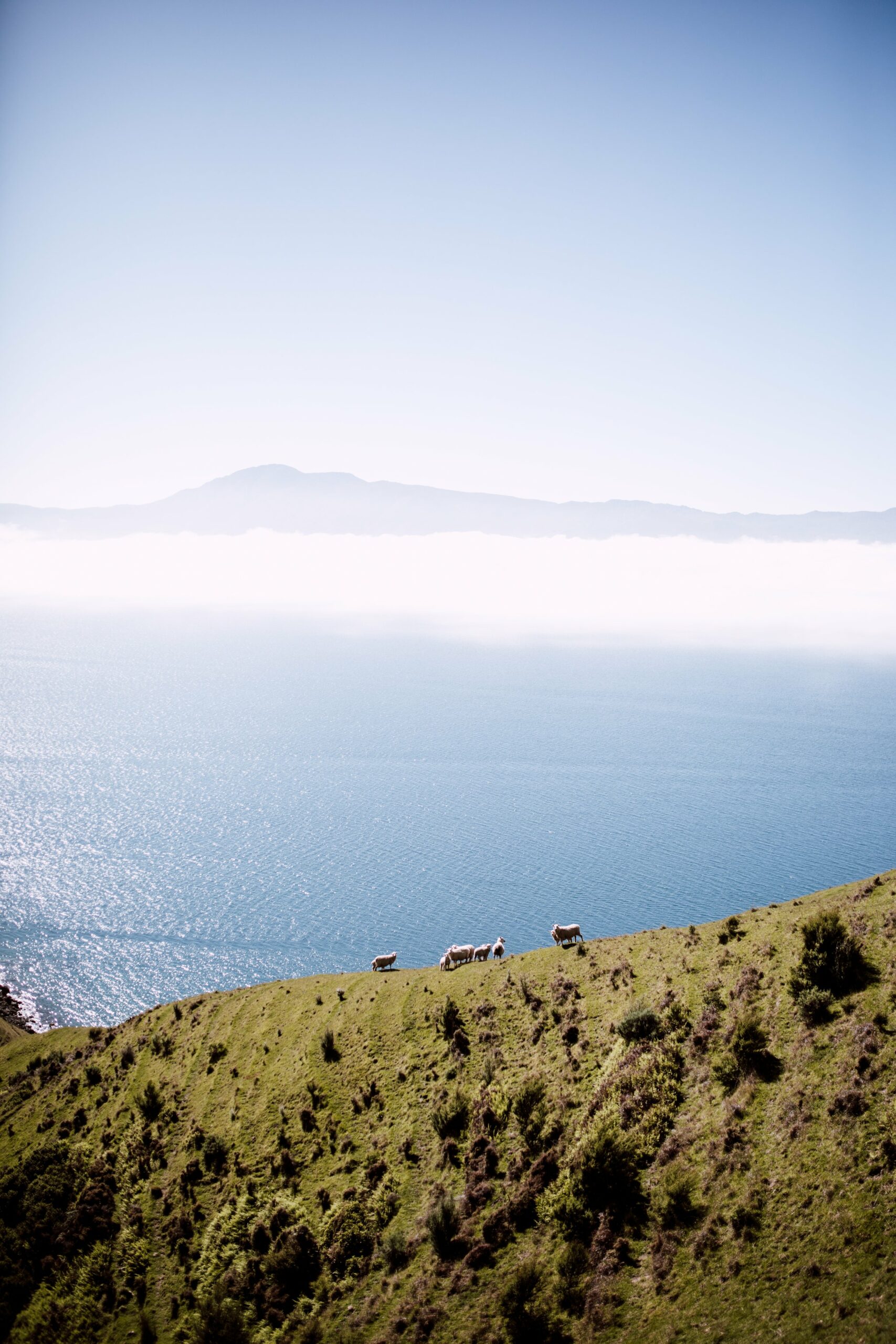 Sheep, sky and the Pelorus Sound.