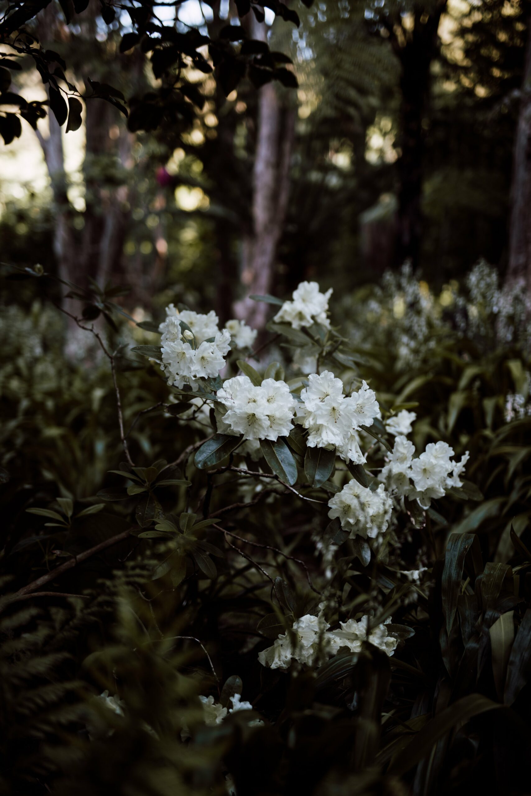 white flowers