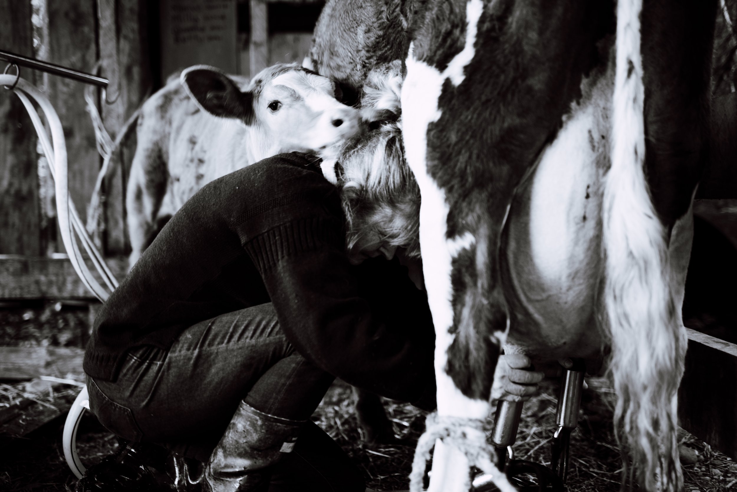 Self-sufficiency is very important when living in an isolated area. Queenie the house cow arrived as a bobby calf one Christmas Day - a present from daughter Ketta. She has been a good milker, and often rears orphan calves as well.  