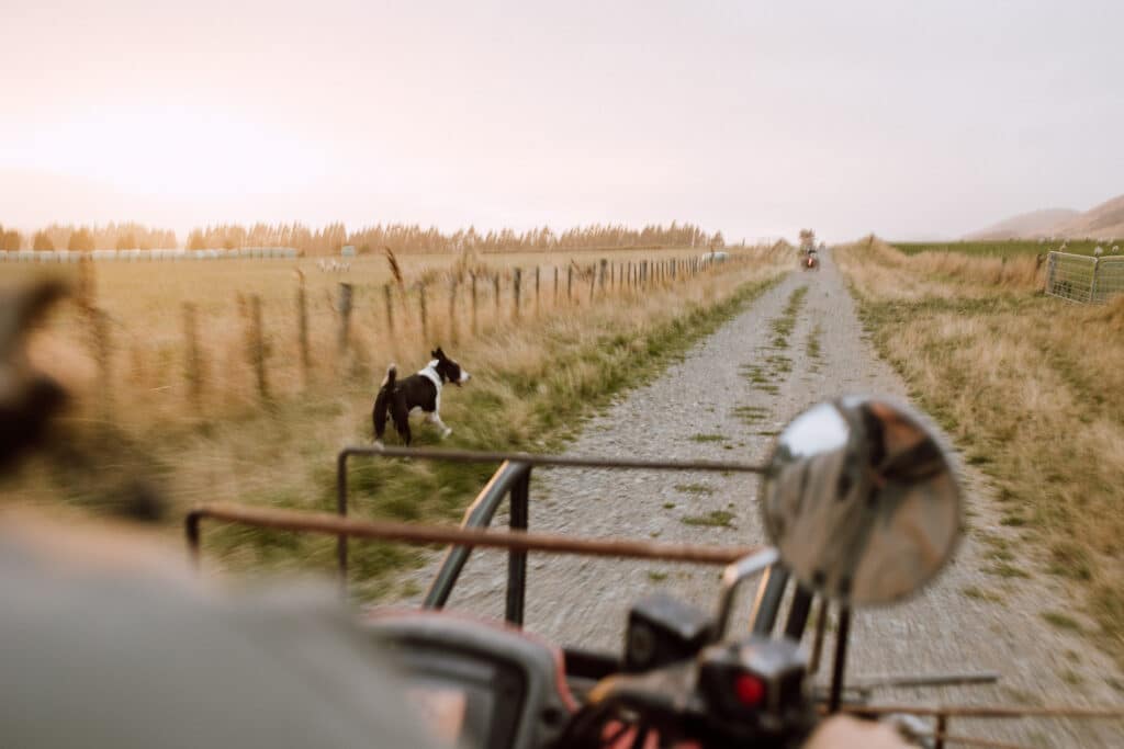 A dog runs ahead of a four-wheeler on a farm near Balfour.
