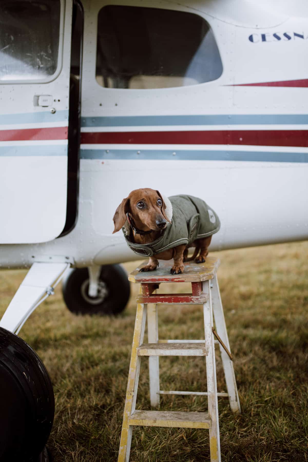 A sausage dog in a little coat stand on a stool in front of a small plane