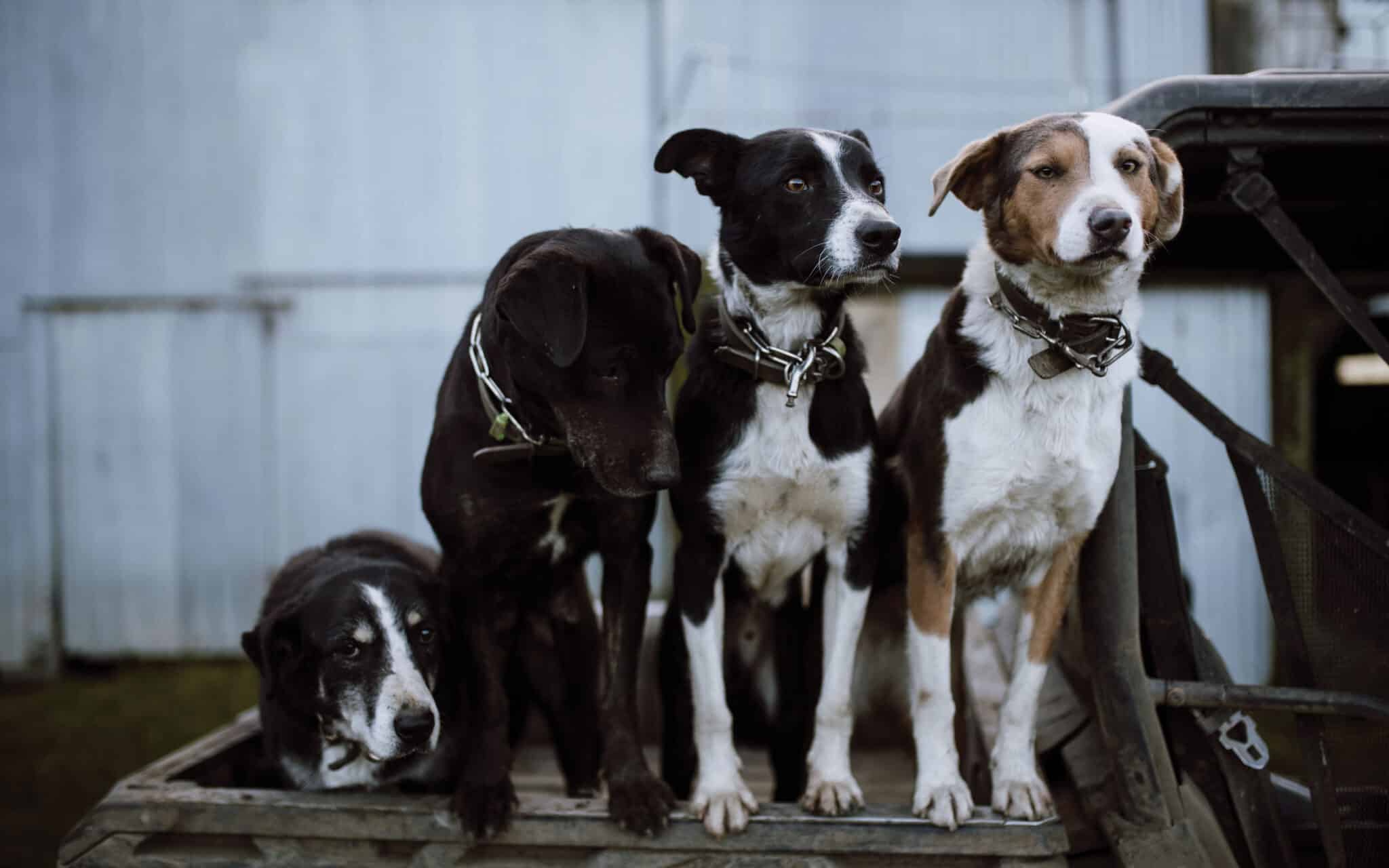 Above. “Dad has always loved to train his own dogs, so, as a kid, I learned a lot from him. I took a pup to Telford and worked with the dog trainers there, and have just kept picking up tips and tricks here and there from other farmers, especially when I was shepherding. They’re strictly work dogs though.” 