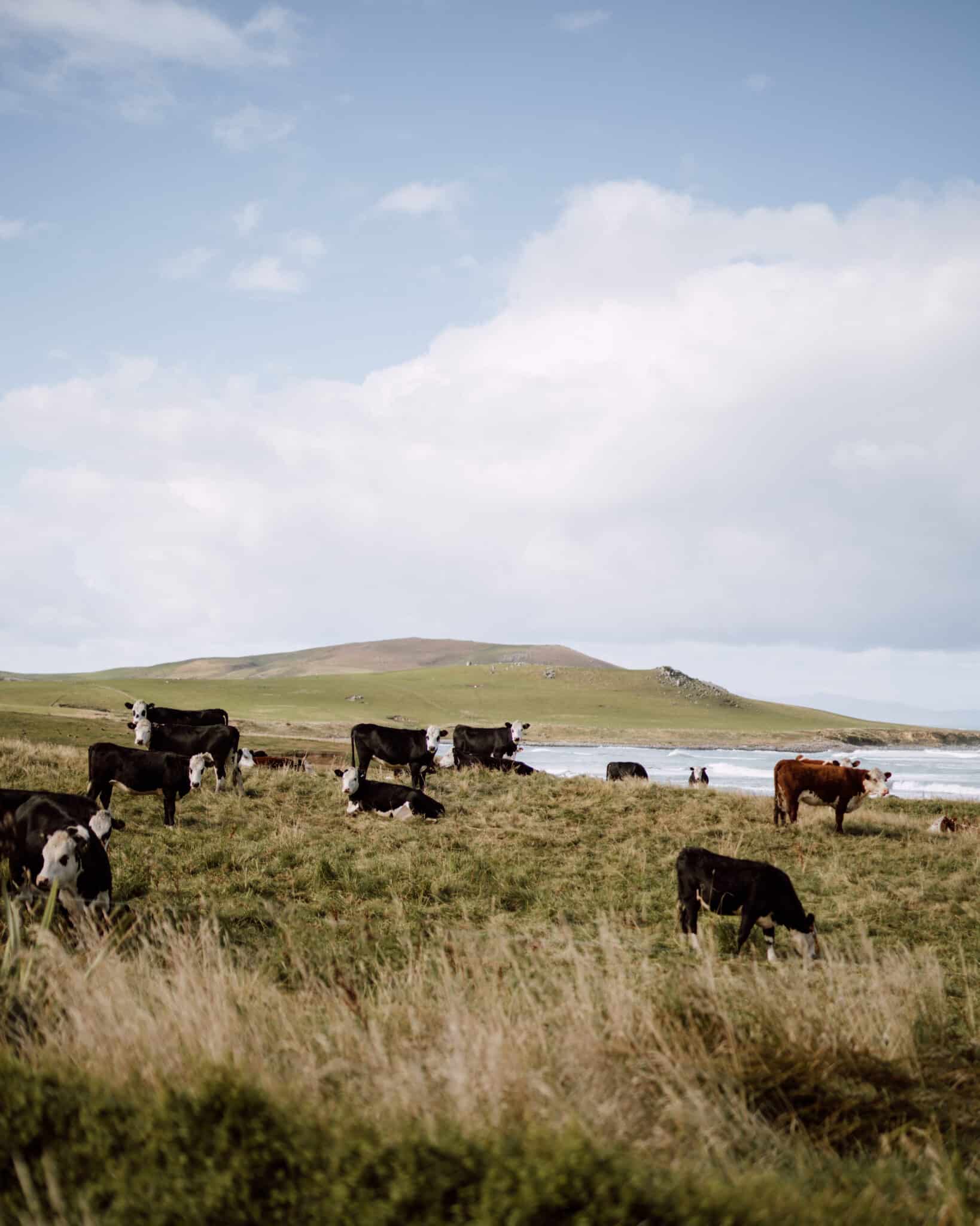 The local cows also appear distinctly relaxed. 