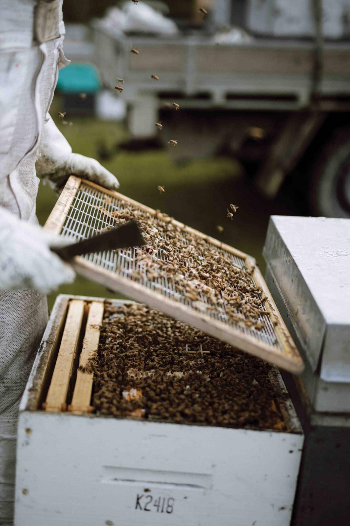 Tessa checking up on the hives and feeding them some sugar syrup. 