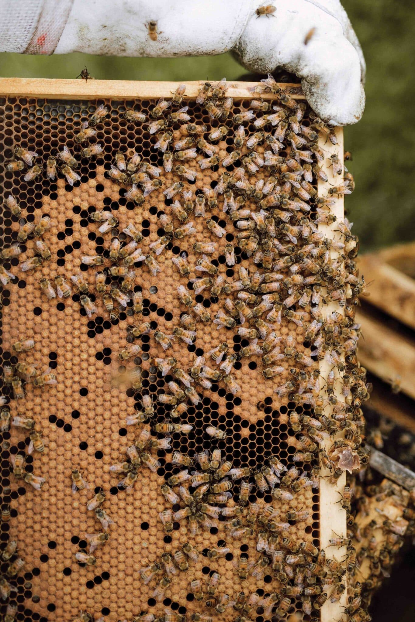 “I’ve always liked and noticed the little details in everyday life,” says Tessa, “and think that’s pretty important. That is what bees are to life – small but extremely important to how the world operates.” 
