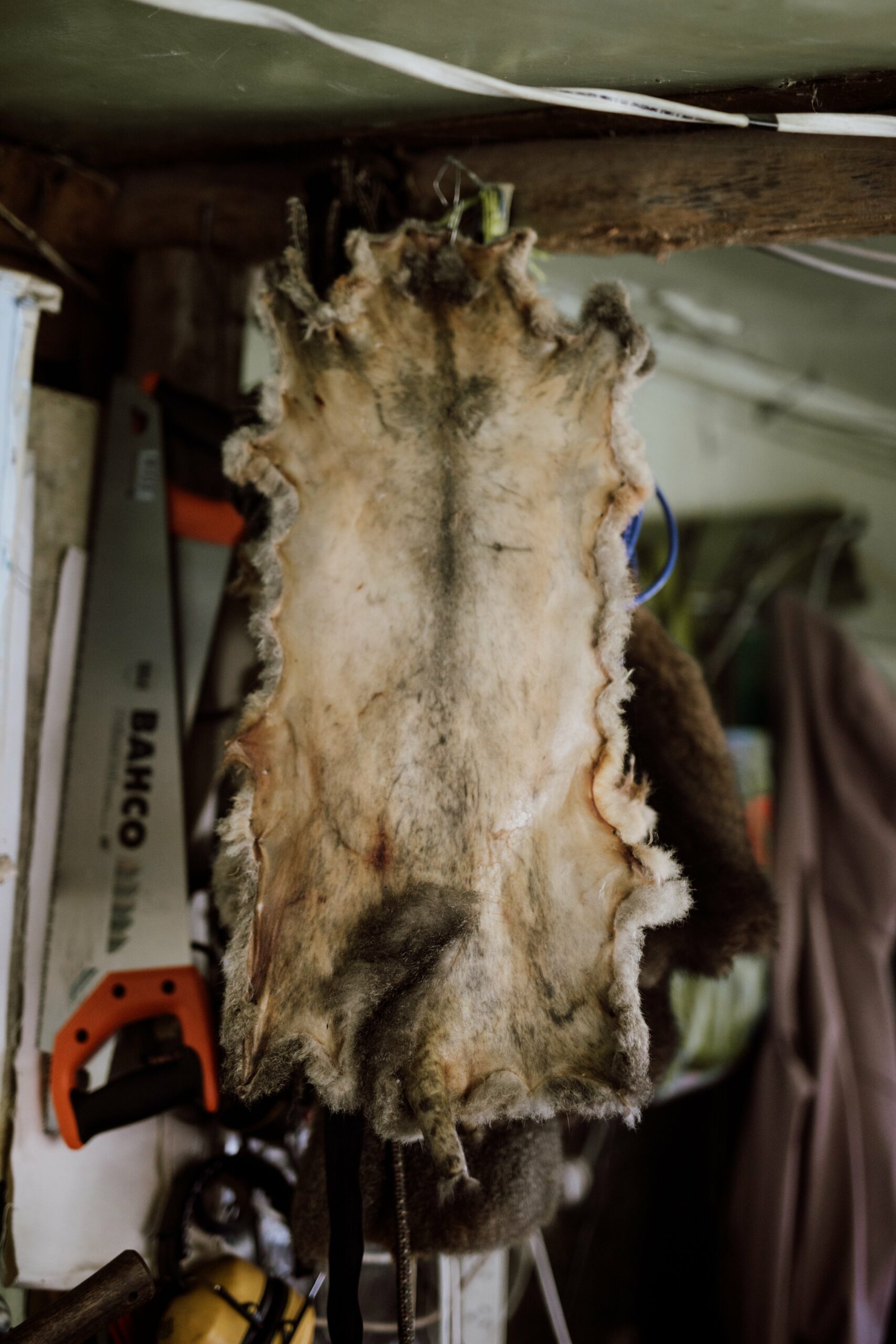 I'm drawn to a possum skin hanging, stretched, from the rafters. Previously vegetarian and big animal lovers, possum trapping isn't Catherine and Robert's favourite thing to do, however they still actively do it. "We're watching these beautiful trees die of exhaustion and that's why we trap possums."