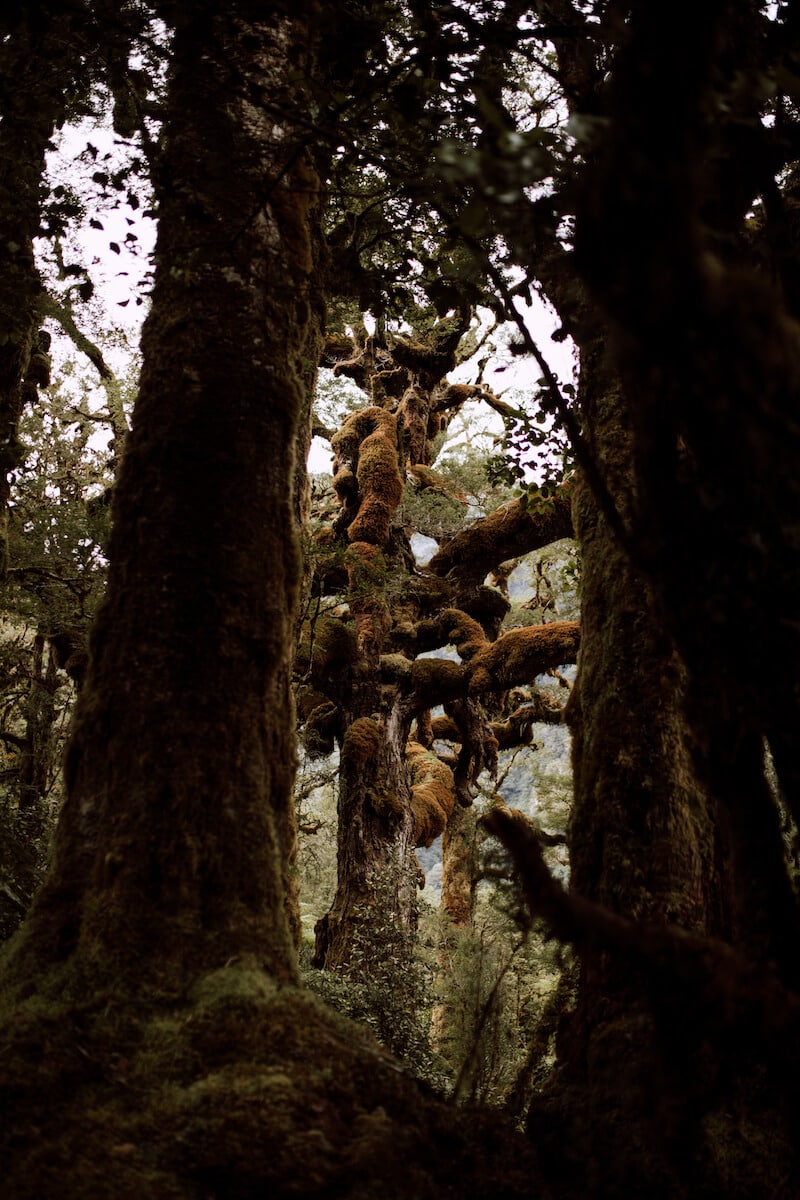 An ancient mountain beech tree found on the tramp to Moose Lake.