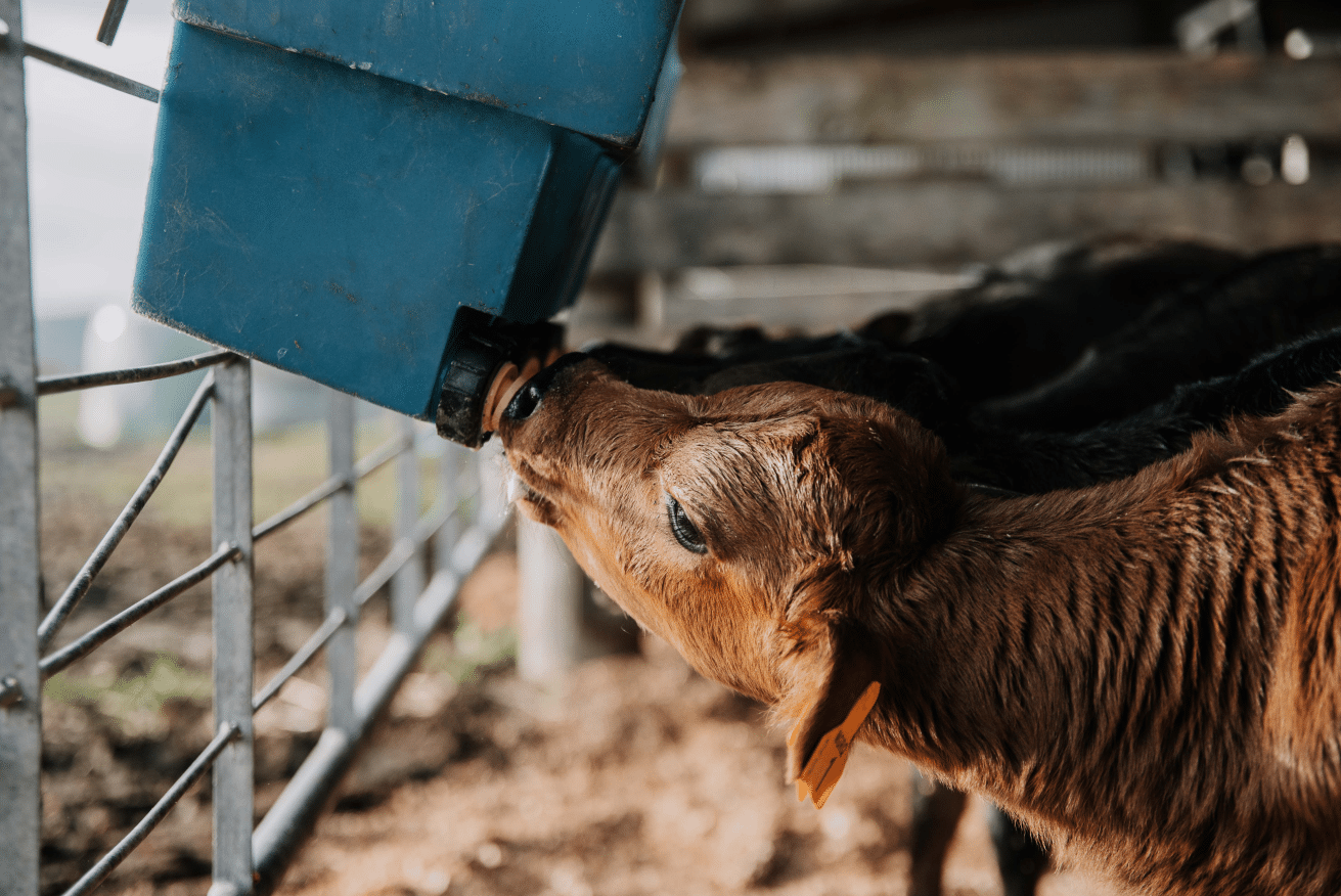 One of the cuter moments during calf-rearing.  
