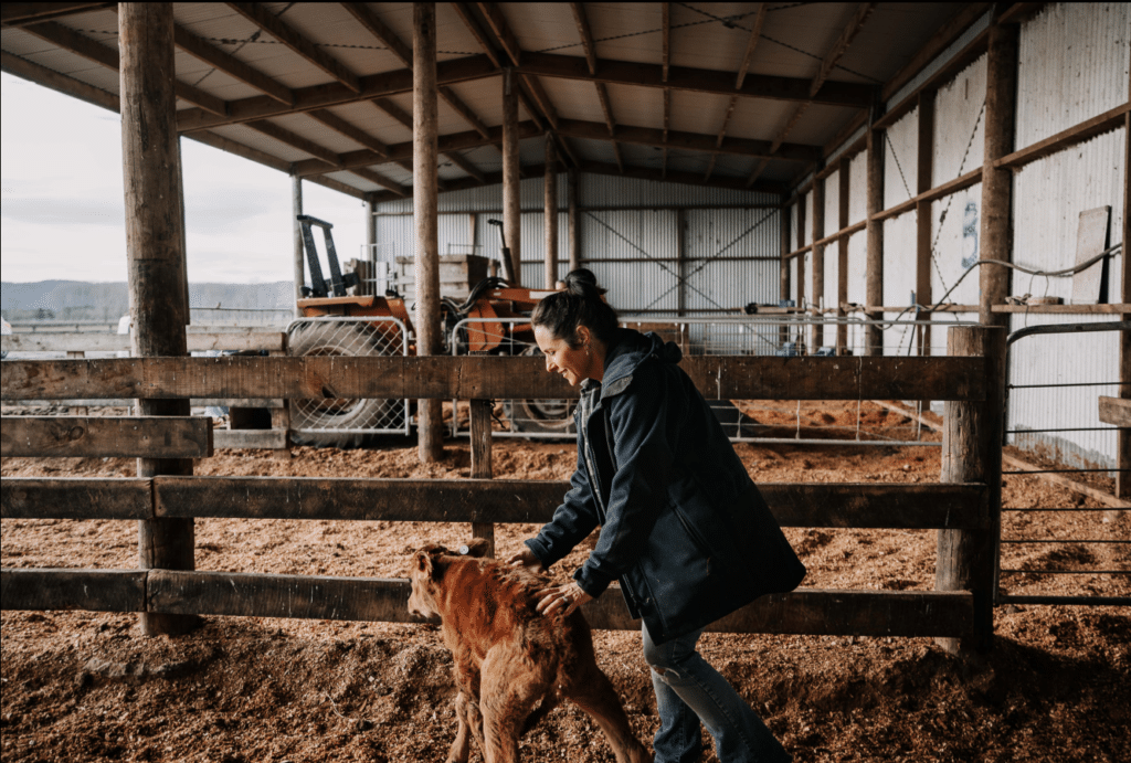 Karen McLeod handles a calf in a calf shed.