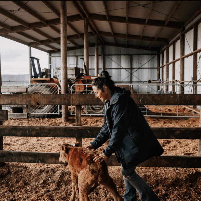 Karen McLeod handles a calf in a calf shed.