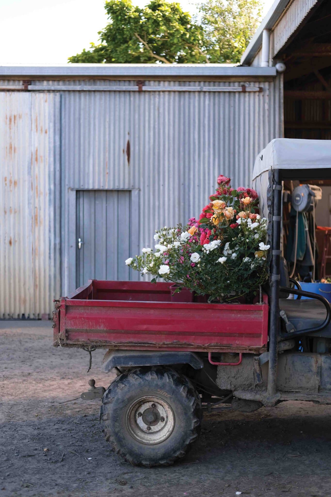 Top Image. “I think people have become disconnected with how things are produced – it’s a similar story across the agricultural sector,” Samantha says.
“I like to connect people with how things are actually grown. When people buy a rose from a garden centre, they don’t think about the years of
breeding process, or that it took two years to get the plant to this stage, or even the work to take the photo to put on the label to sell it. There’s so many layers to it.”  Above. “At the moment we grow on
average 280–300 different varieties of roses,”
Samantha says. “My favourites would have
to be any of the varieties in the ‘My Rose
Collection’ range, not only because they are
easy care with great flower power, but also
because of the years of work with my dad
spent creating the collection. They are all like
my babies; it is definitely like trying to choose
favourite child – impossible!”