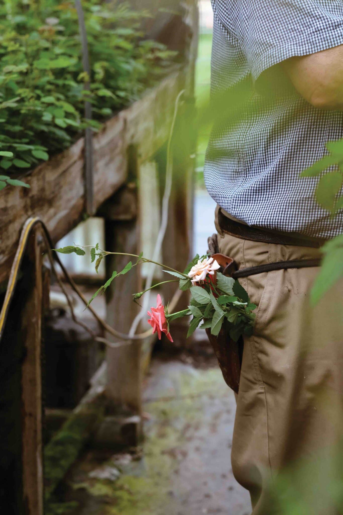 Matthews Roses (4 of 102)min