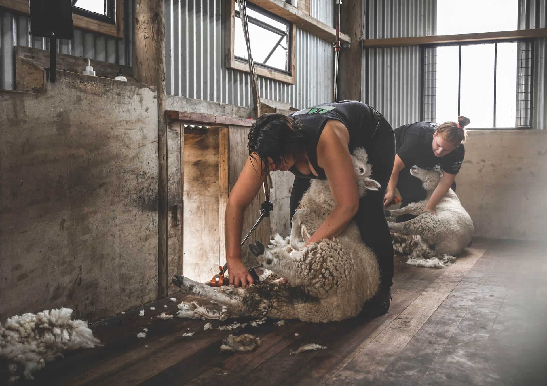Maureen shearing a sheep