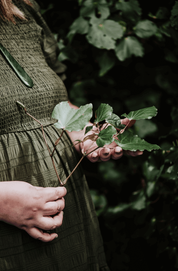 Te Raumahora cradles several kawakawa leaves