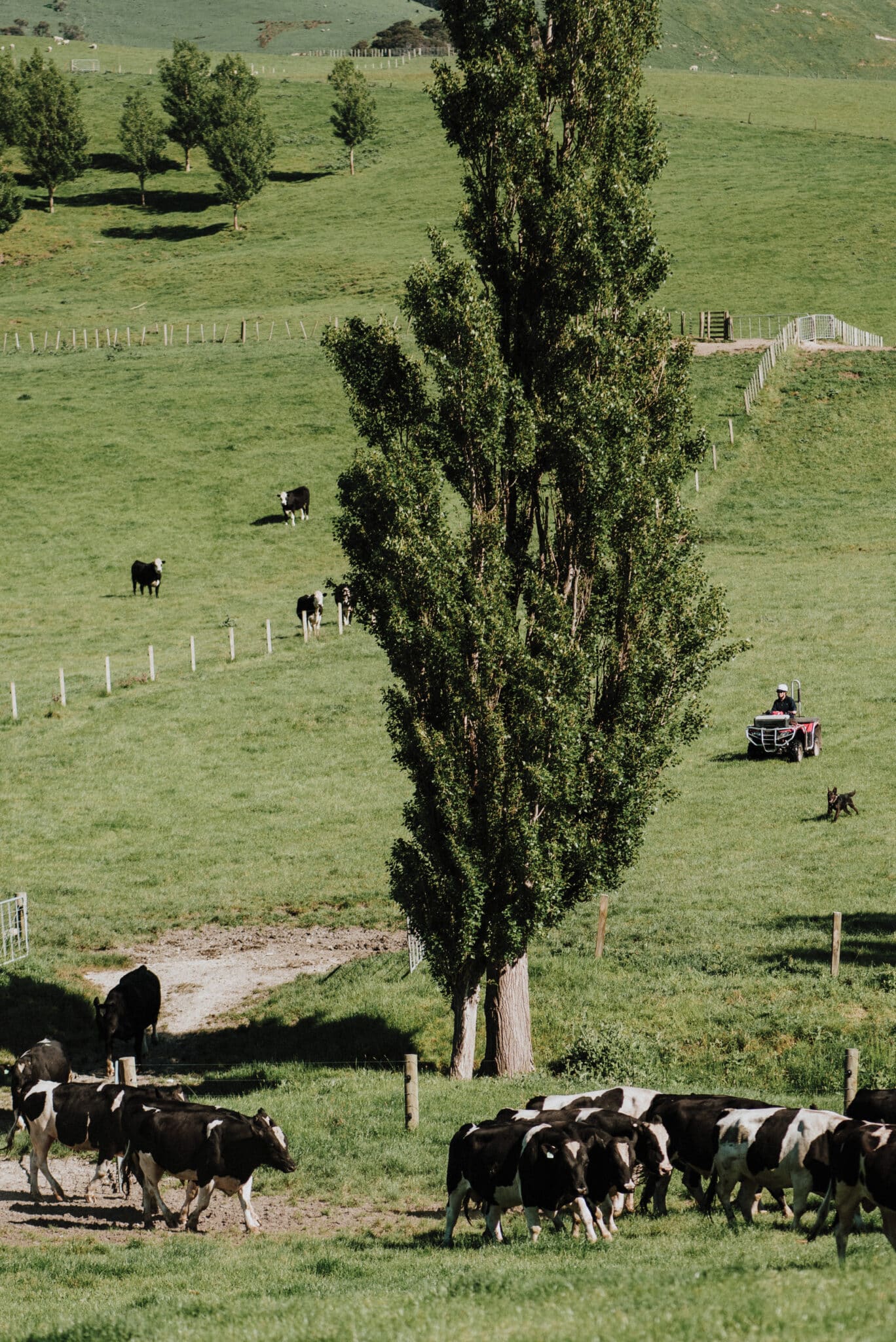 MichelleHepburnPhotography-Shepherdess-Kate-Dearden19 (1)RGB