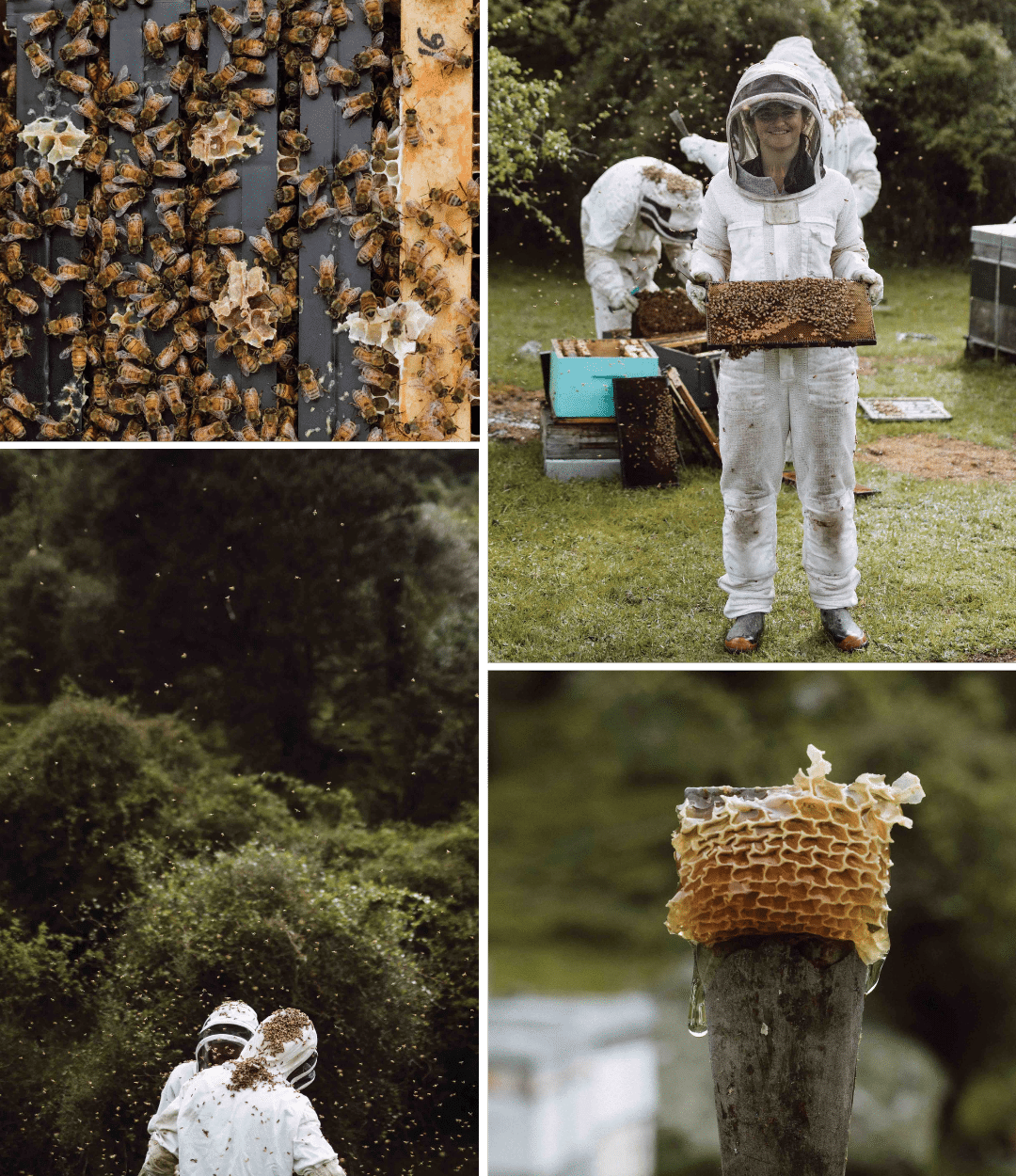 Top left. “The male worker bees – the drones – die off
during winter; and the female worker bees
keep each other and the queen warm, and
eat honey,” Tessa explains. Top right. “I knew nothing about bees when I first started,” Tessa says. “I’m rather vertically challenged as well, I’m so short! There’s a lot of lifting involved, so that was a bit of an obstacle.” Bottom left.
“One hive is like one sheep – you’ve got to
look after all your individual hives.” Bottom right. Honey and honeycomb on a hive tool. Any extra honey they’ve made is left for the wintered-off bees after the honey harvest.