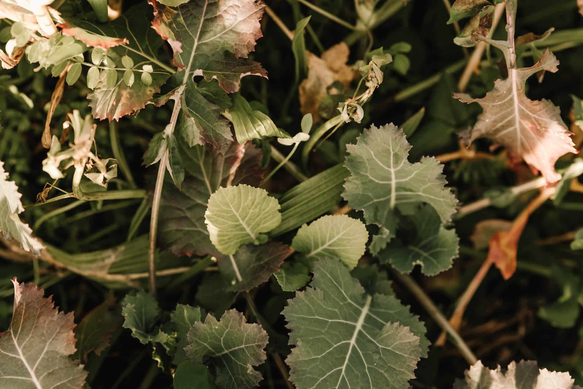 A close-up of the diverse crop cover in Kiri’s garden and paddocks.