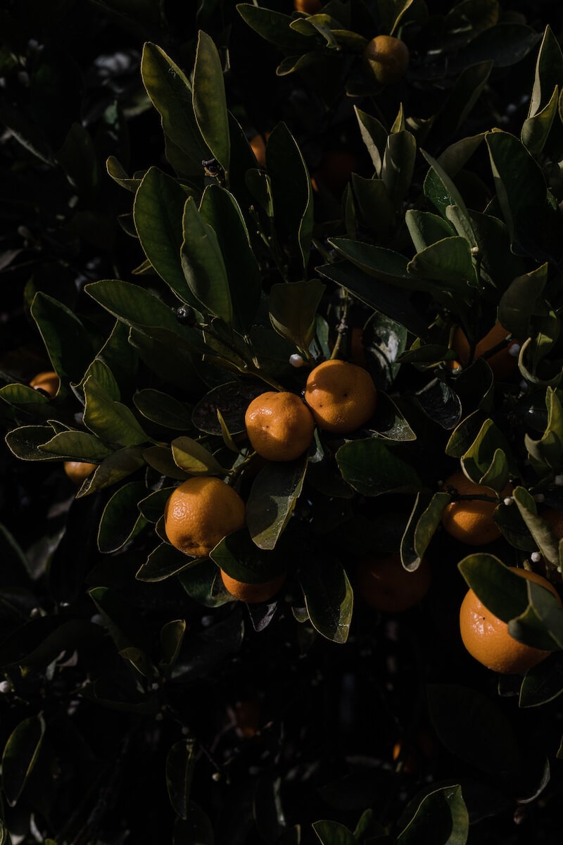 mandarins on a tree
