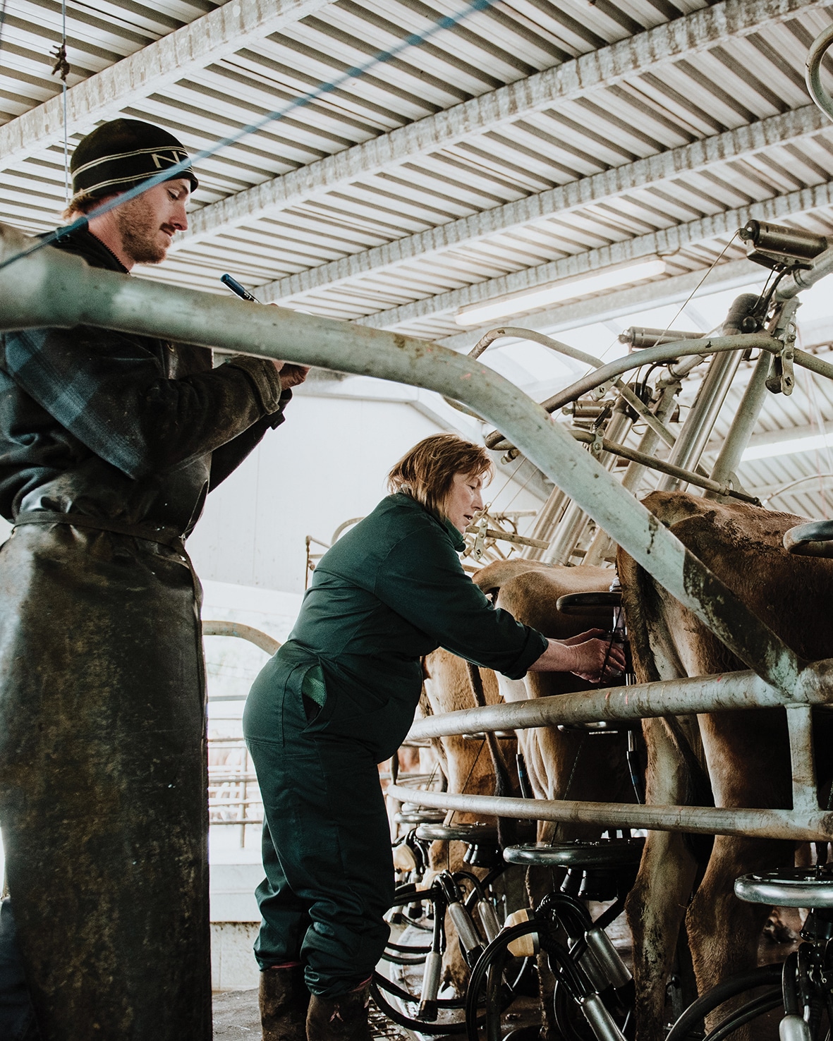 Rosie likes that the Jersey cows are docile and make less impact on the hills than heavier breeds. “Winter used to be a quiet time on the farm and, although we’re not milking, we’re still busy making sure all the animals are fed.”  