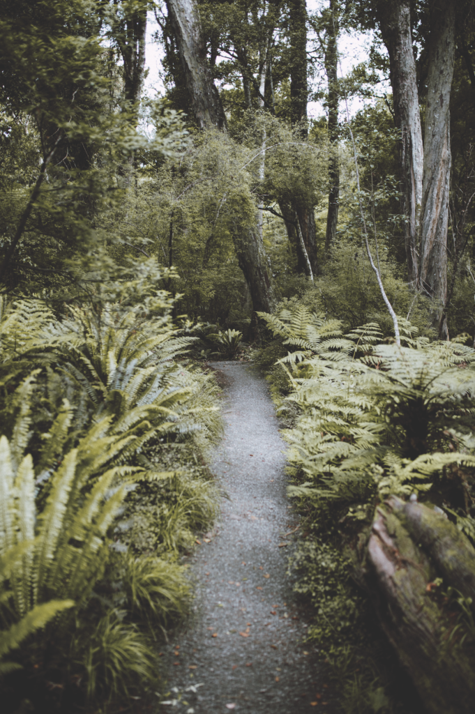 forest path