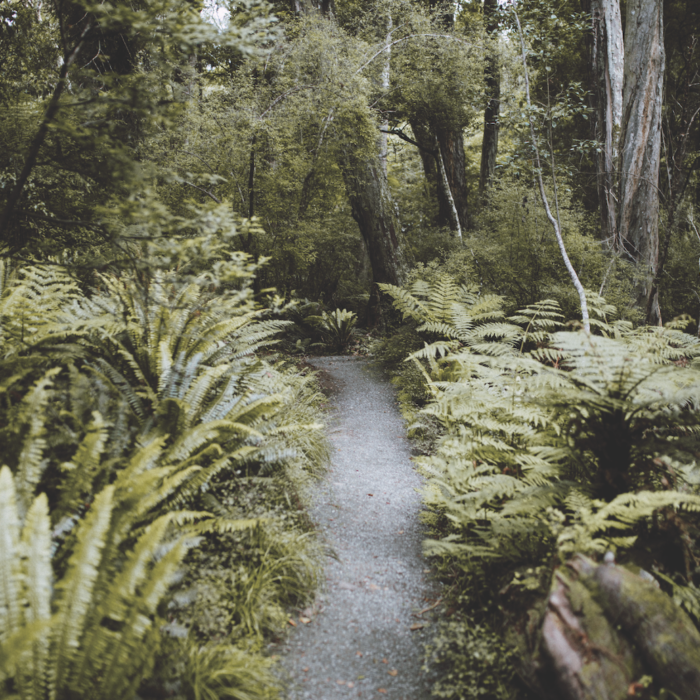 forest path