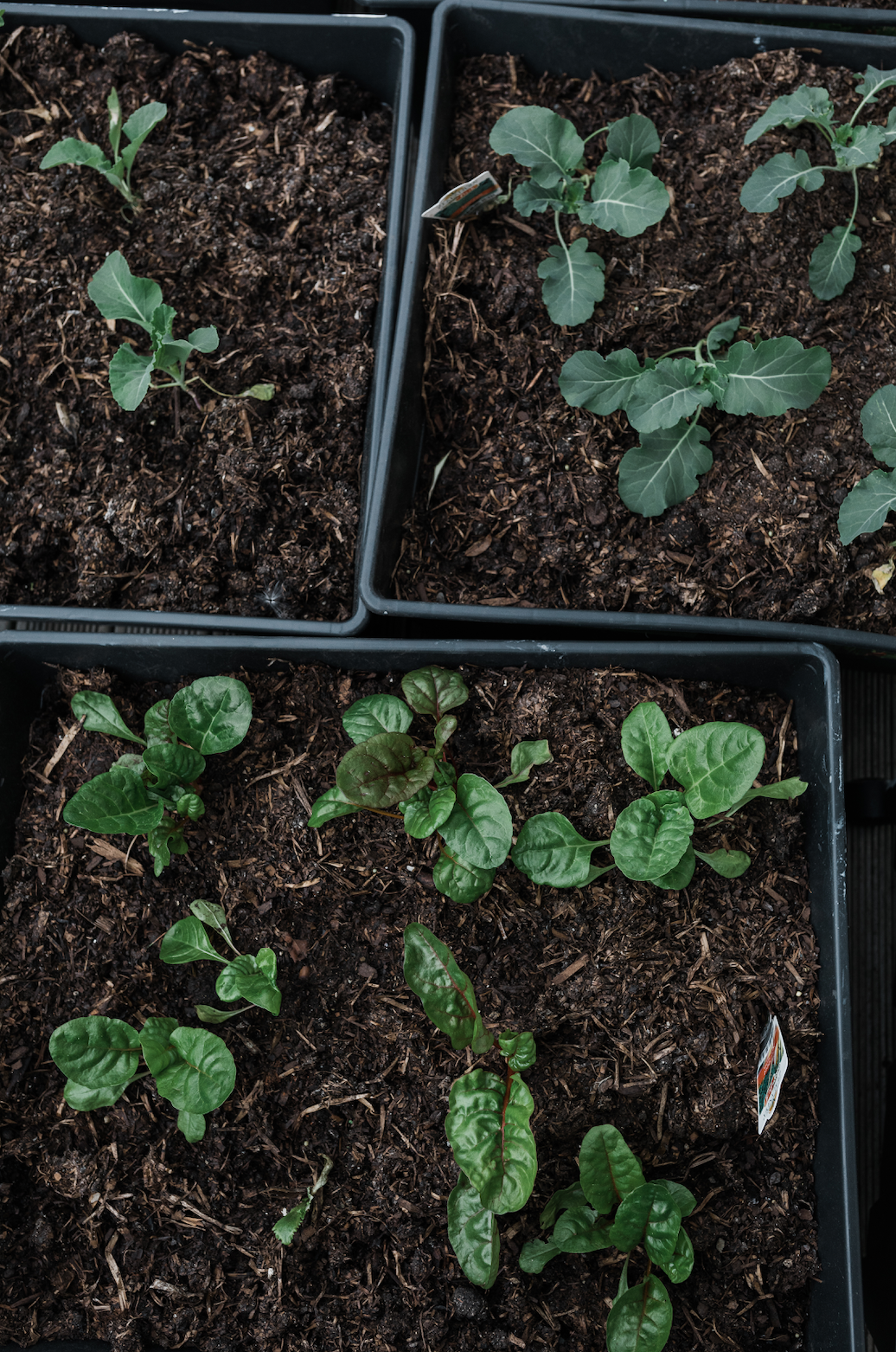 The vegetable gardens at the kura.