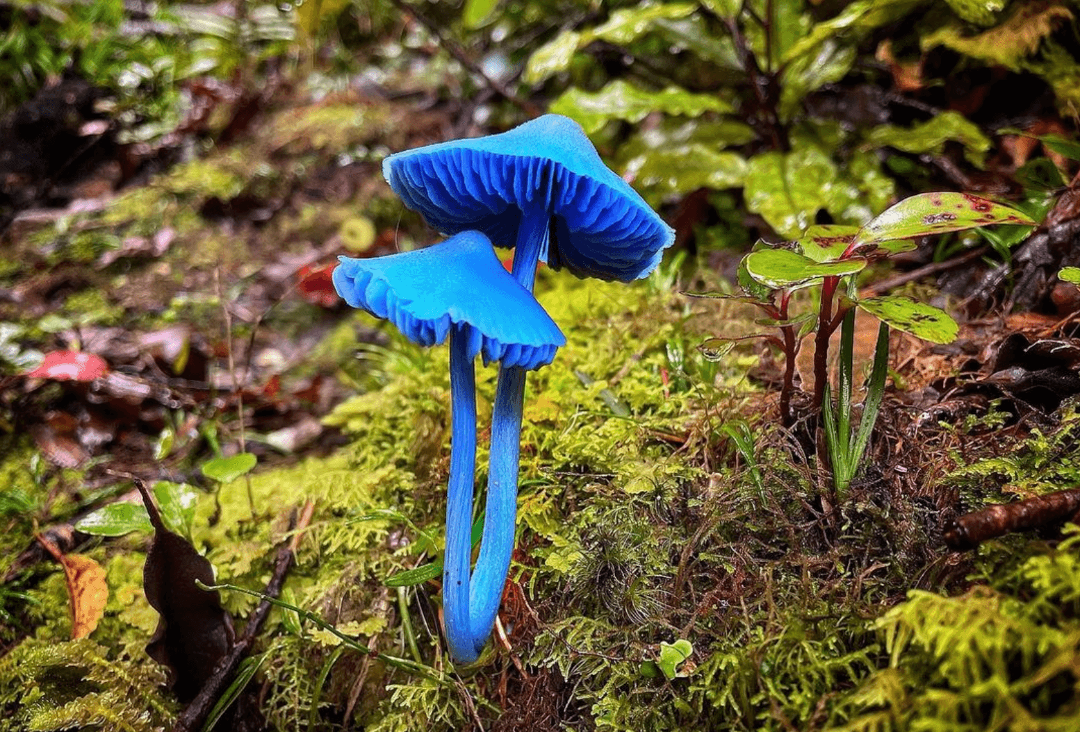 I have read up on the Entoloma hochstetteri after finally seeing one for the first time and I saw a lovely story that said the kōkako would rub its cheek against the little blue mushroom and that’s how the bird received its vibrant blue wattle. As for why the mushroom has the Māori name werewere-kōkako, I also read that the birds and the mushrooms were often found in the same region (and are together forever on the $50 note). It’s the only mushroom in the world that has ever been put on a banknote.