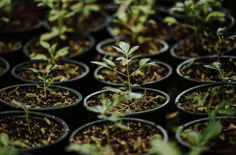 Plant pots filled with native plants.