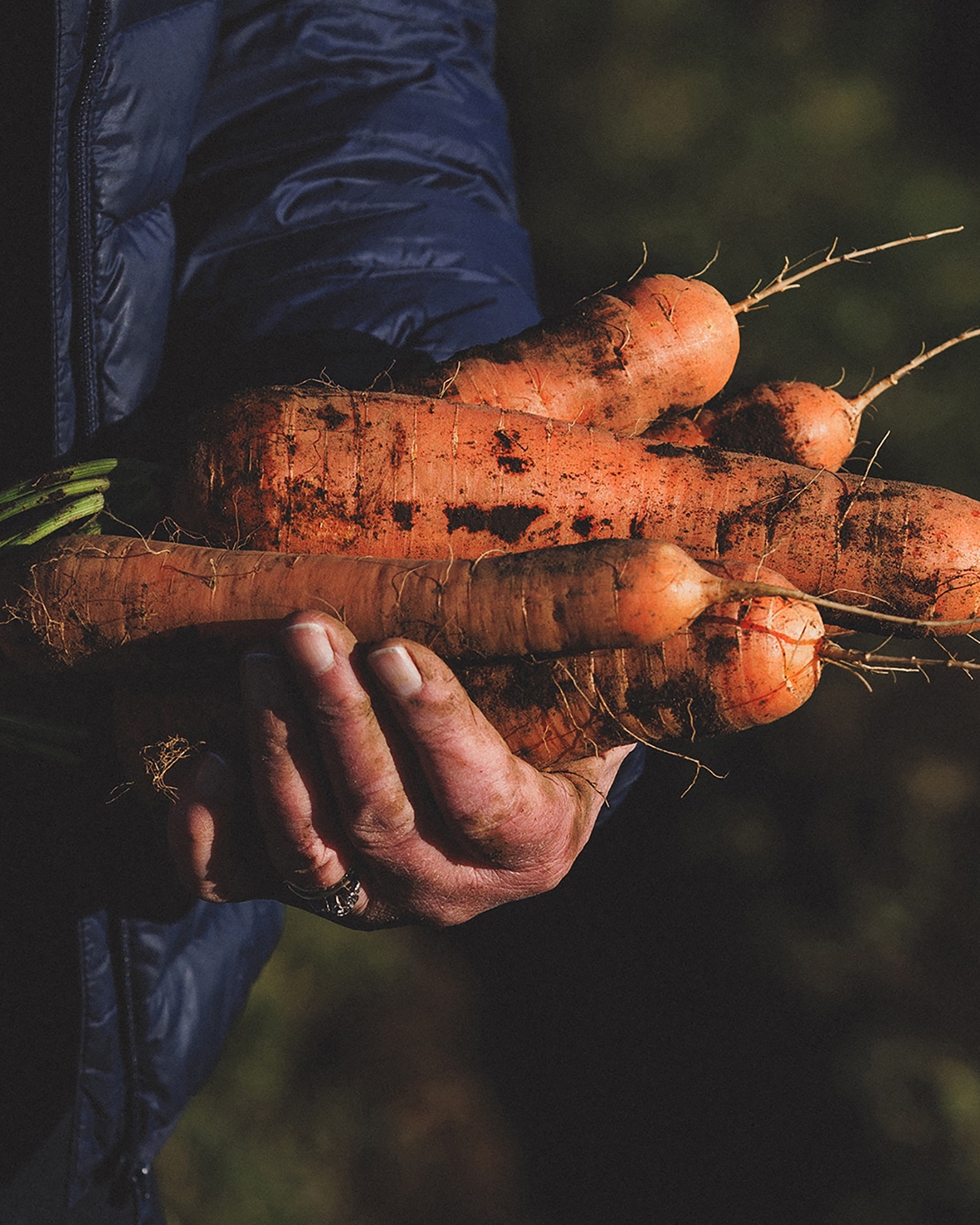 Sue-Deadman-carrots