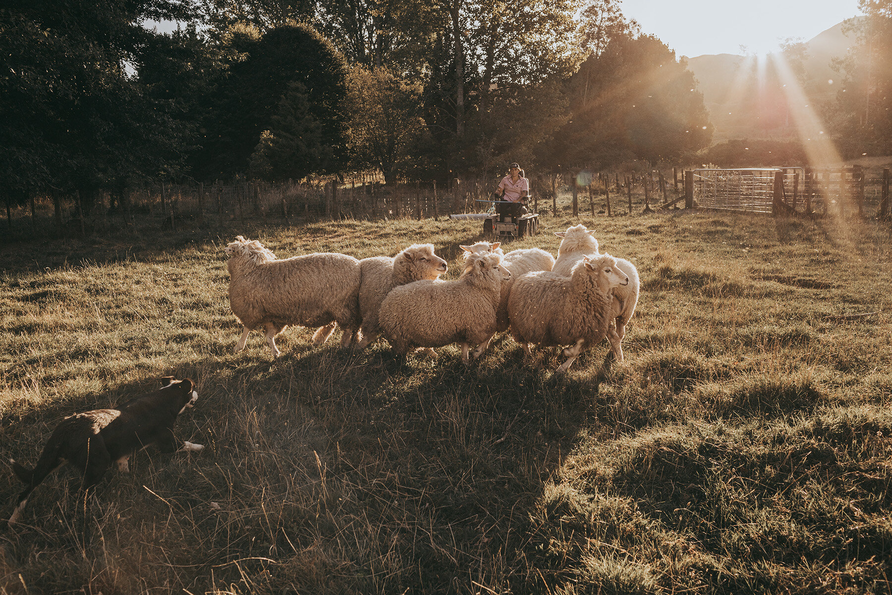 Five sheep in front of Anita Kendrick