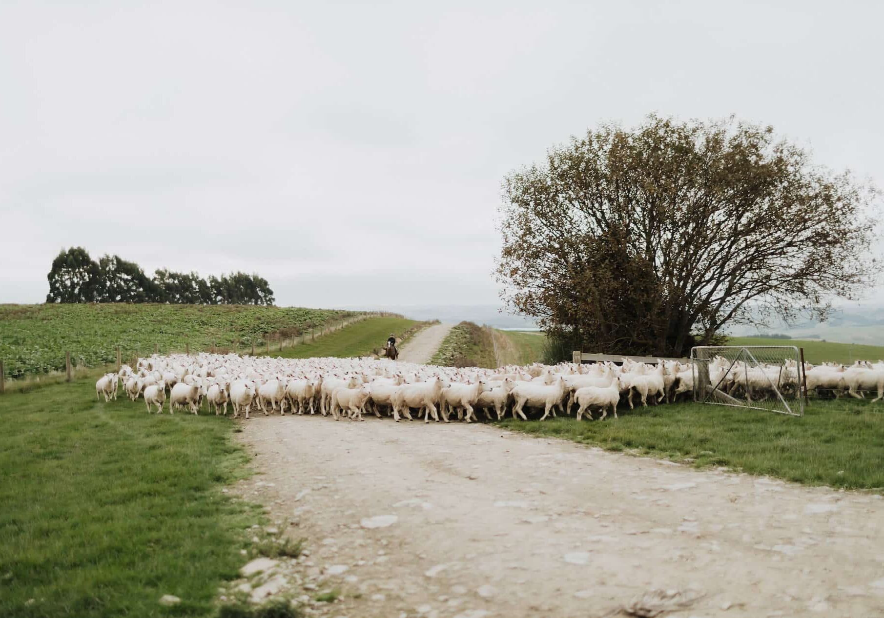 A flock of sheep on a country road
